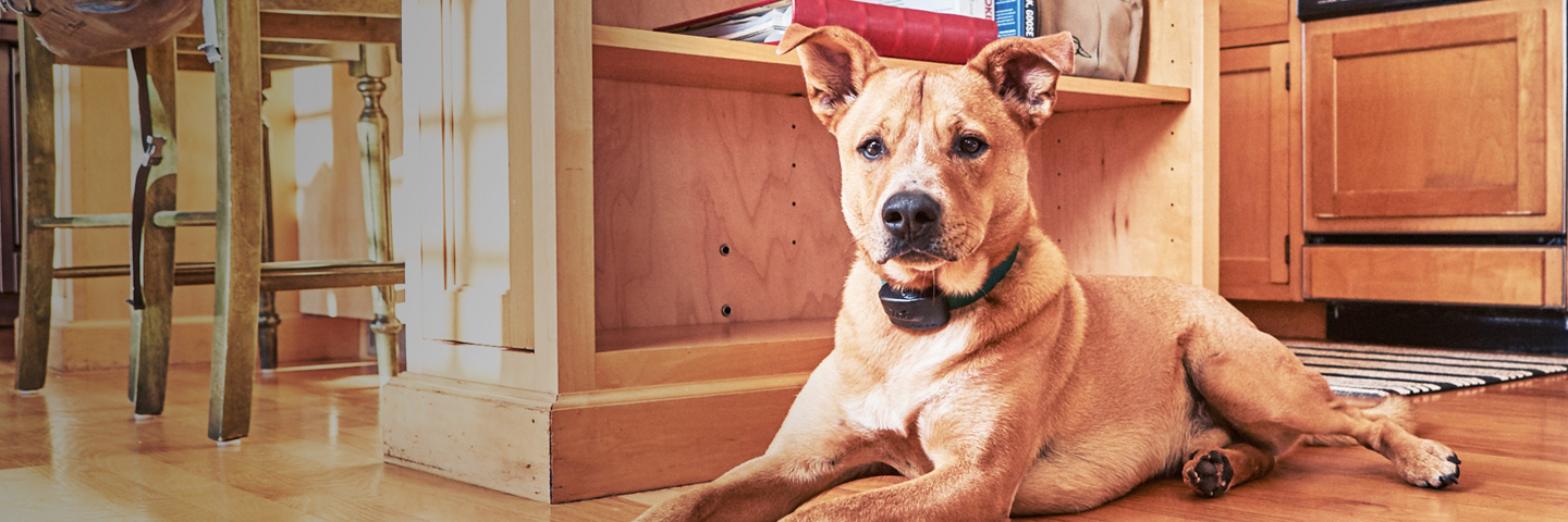 Metro-East DogWatch, Glen Carbon, Illinois | Indoor Pet Fences Slider Image