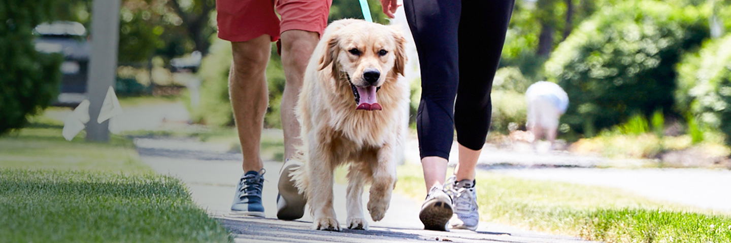 Metro-East DogWatch, Glen Carbon, Illinois | SideWalker Leash Trainer Slider Image